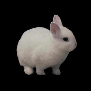 Pistacha